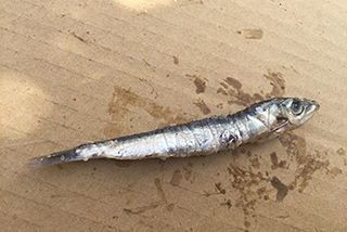 Srdela