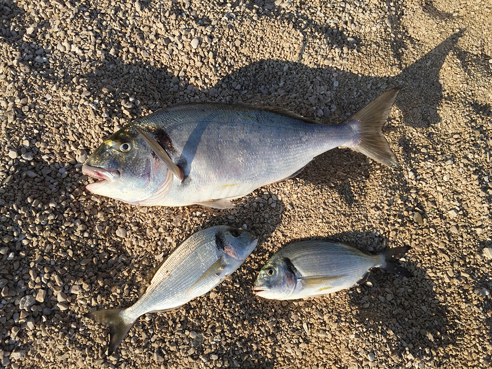 Surf casting